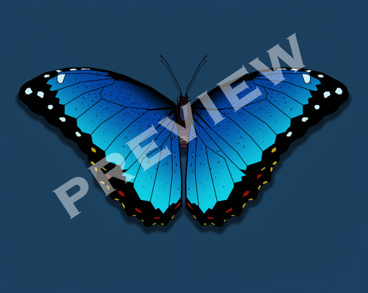 Blue Morpho